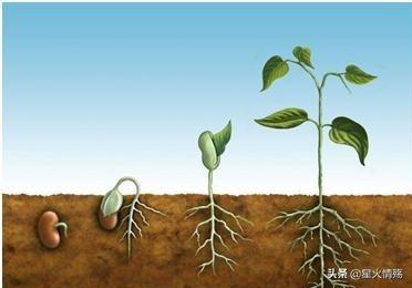 天干中从甲到癸各代表什么意思
